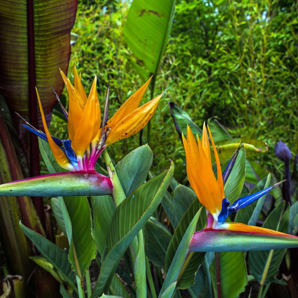 Conversations sous l'arbre. La perfection des fleurs
