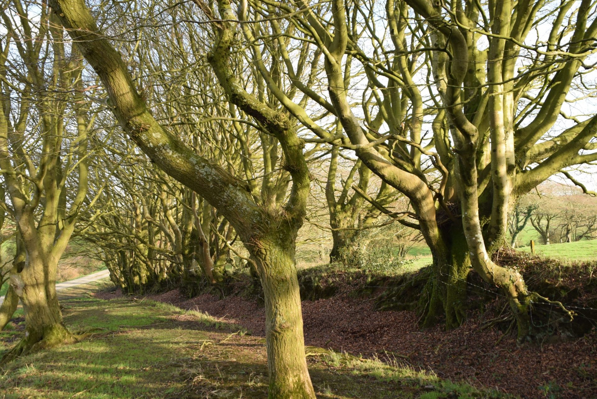 chemin bocager aux arbres anémomorphosés à Biville