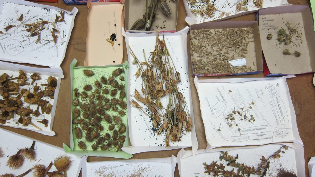 Collection de plantes patrimoniales ©Old Salem Museums & Gardens