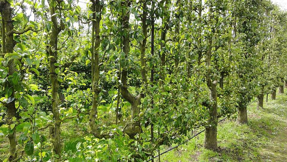 Potager du Roi, jardin Lelieur ©Sergey Prokopenko